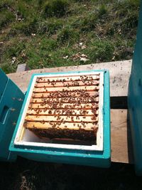 Bienenkontrolle